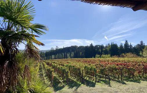 WineAri experiences